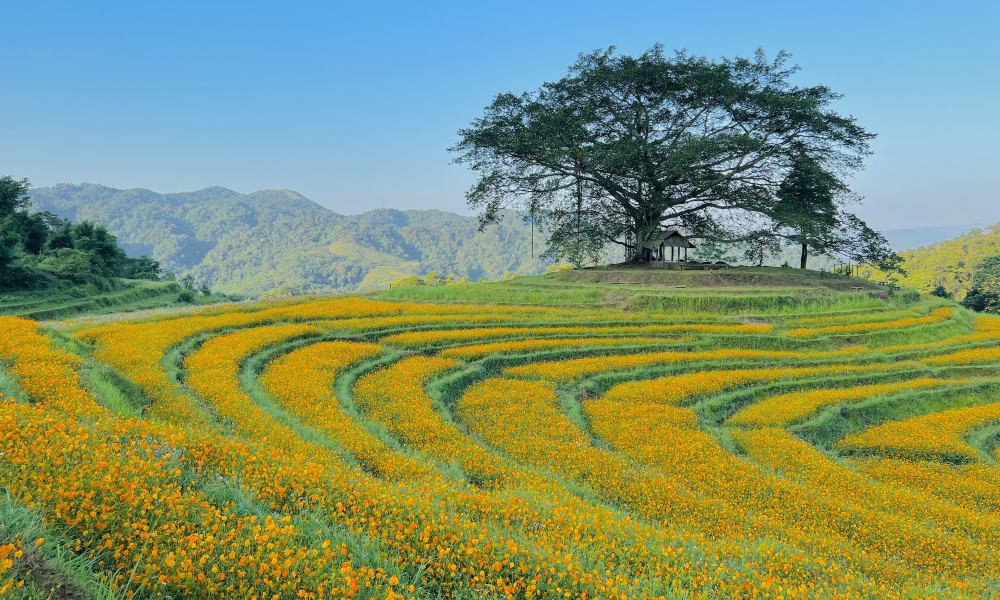 Xóm Mừng - bản hẻo lánh tràn ngập hoa ở Hòa Bình
